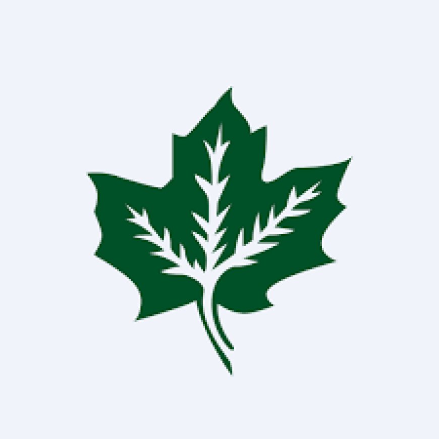 Maple Leaf Cement Factory Ltd Jobs Senior Manager IT